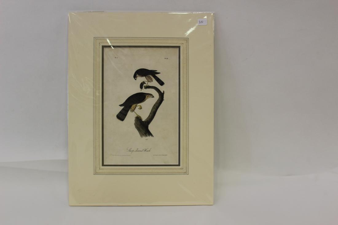 Audubon First Ed.  Aquatint. Sharp Skinned Hawk (1 of 2)