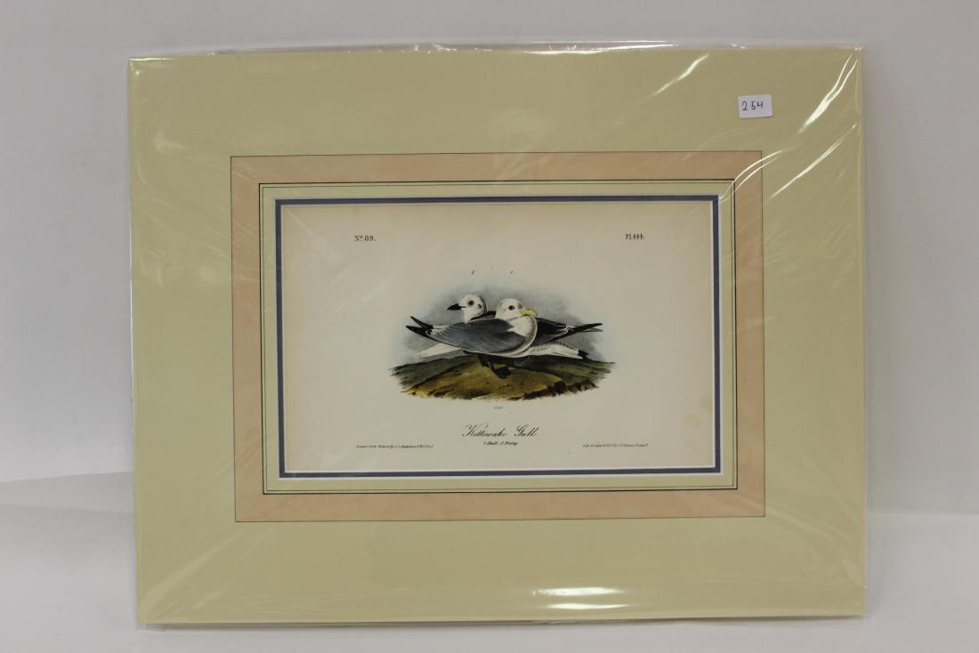 Audubon First Edition Aquatint. Kittervake Gull (1 of 2)