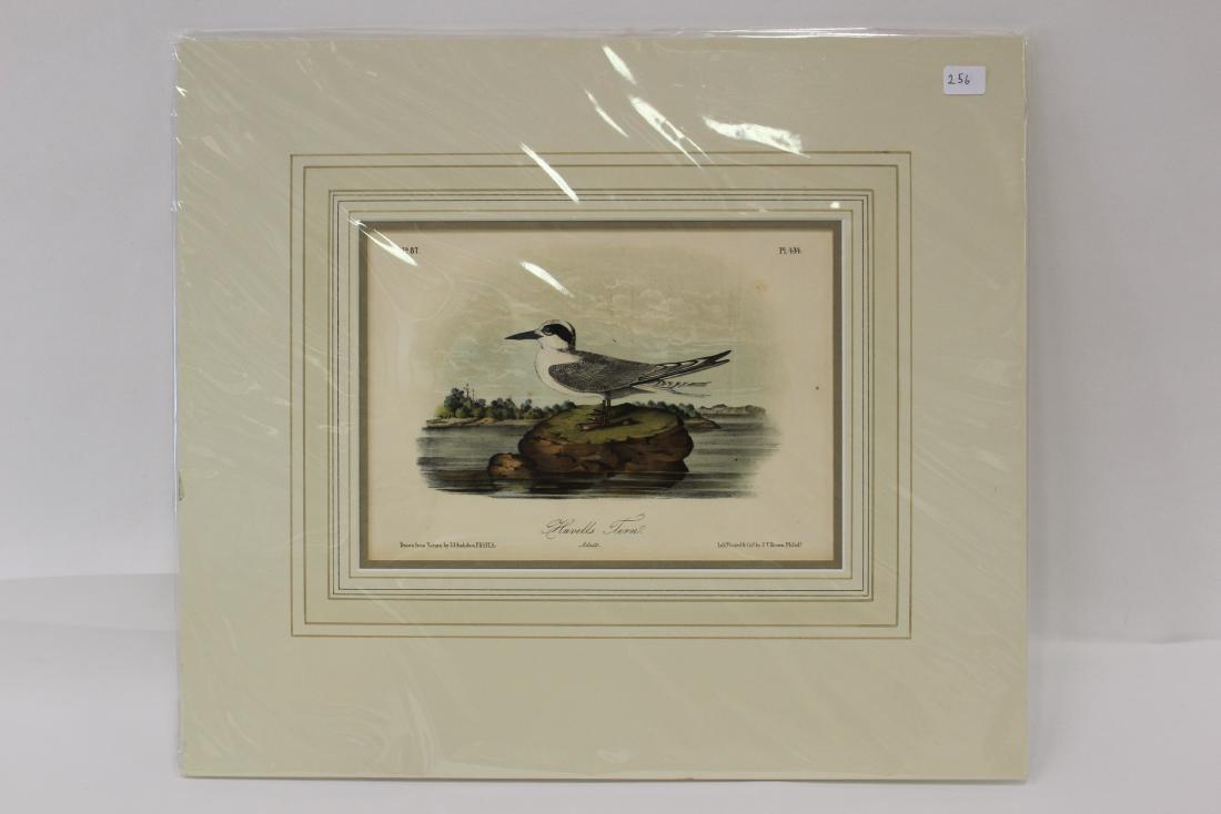 Audubon First Edition Aquatint. Harvell's Fern (1 of 2)