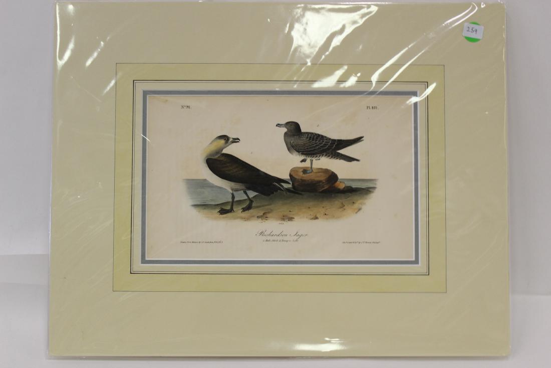 Audubon First Edition Aquatint. Richardson Jagar (1 of 2)