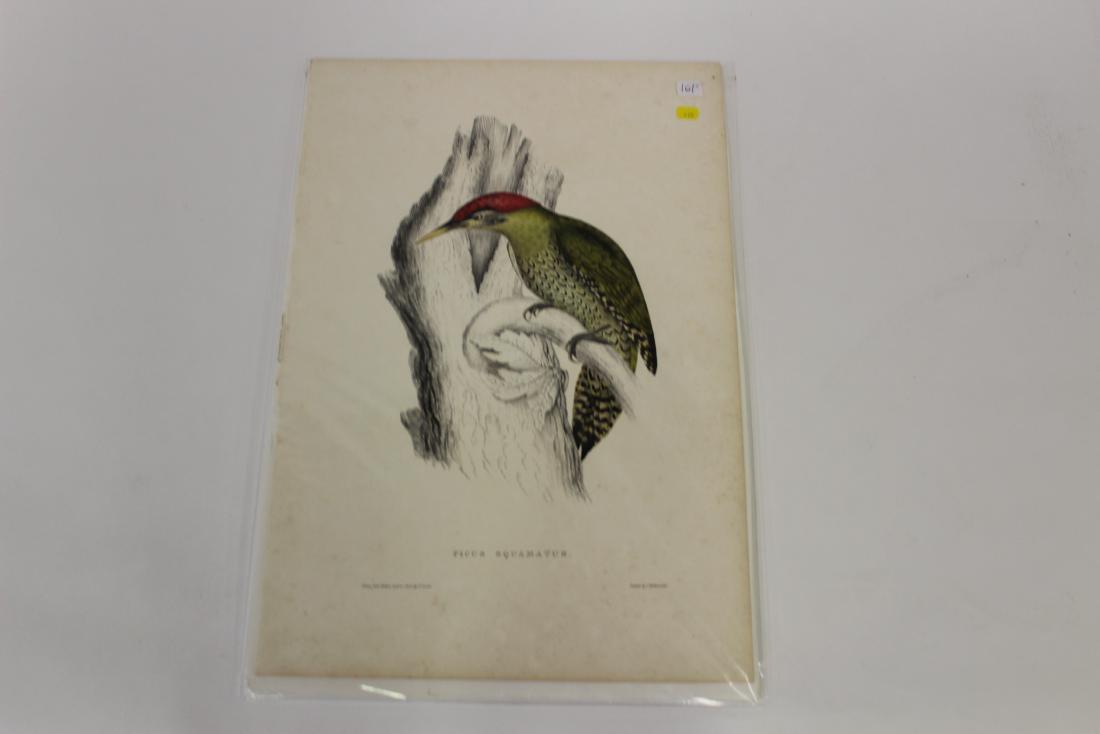 E. Gould Hand-Colored Lithograph (1 of 2)