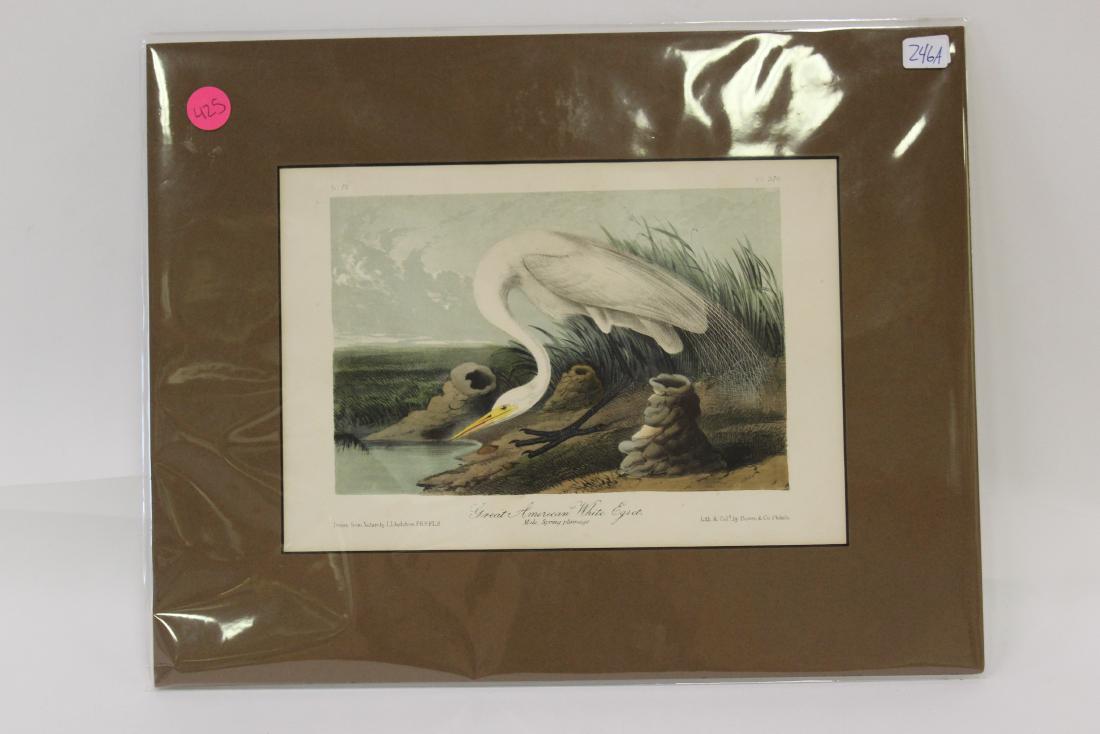 J.J.Audubon Lithograph 1st Ed. (1 of 2)