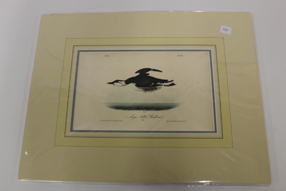 Audubon First Ed, Aquatint Large billed Guilemot (1 of 2)