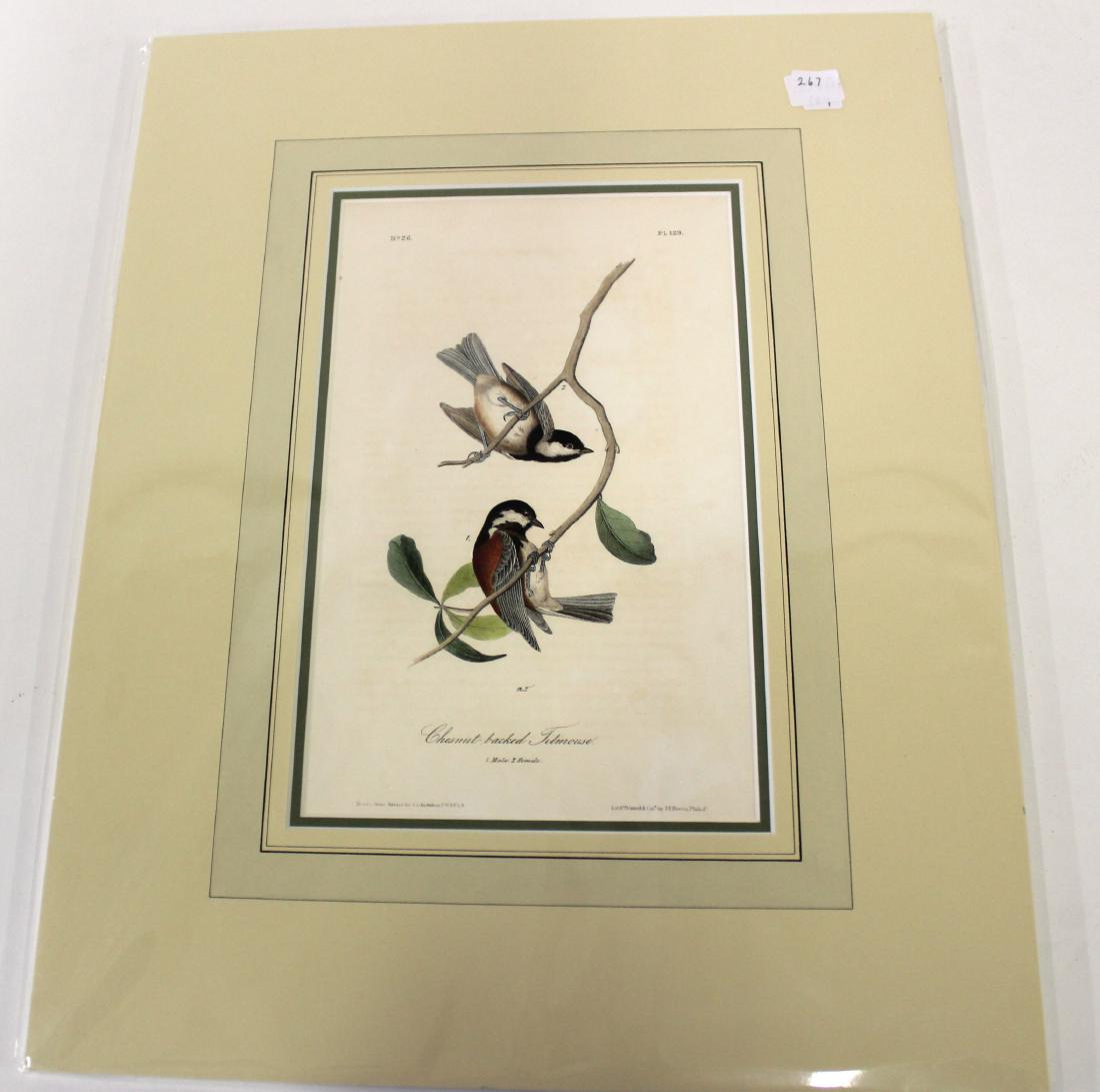 Audubon First Ed. Aquatint Chestnut backed fit mouse (1 of 2)
