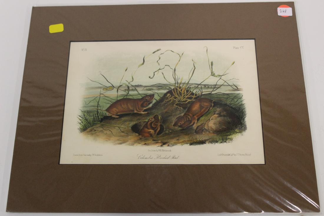 Audubon First Edition Aquatint Columbia pouched rat (1 of 2)