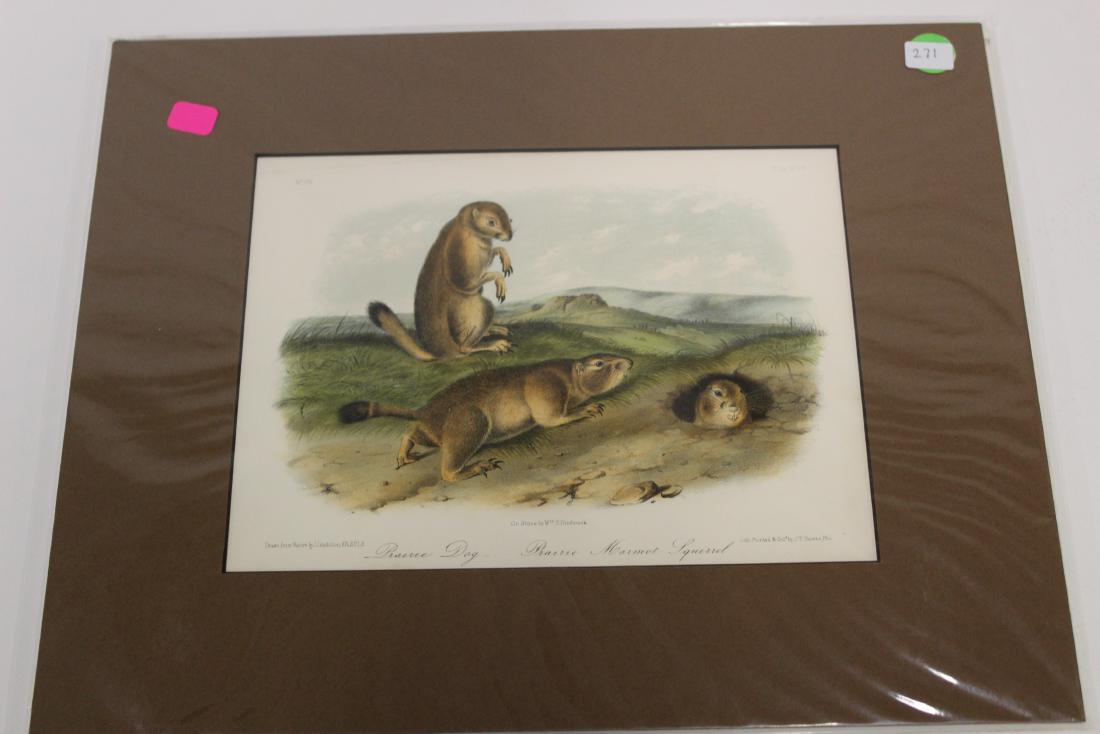 Audubon First Edition Aquatint Prairie dog-Prairie (1 of 2)