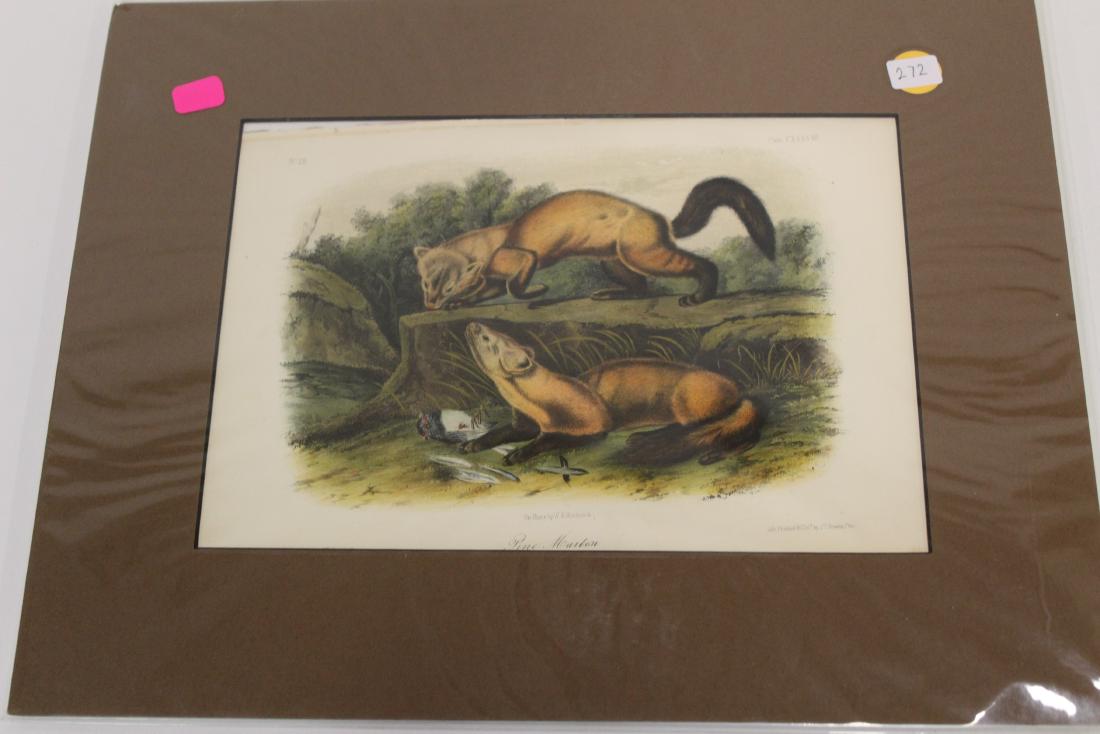 Audubon First Edition Aquatint Pine Marten (1 of 2)