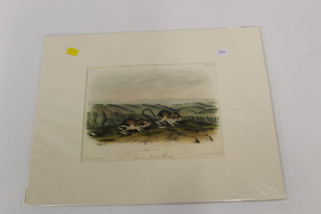 Audubon First Edition Aquatint Pouched Serboa Mouse (1 of 3)
