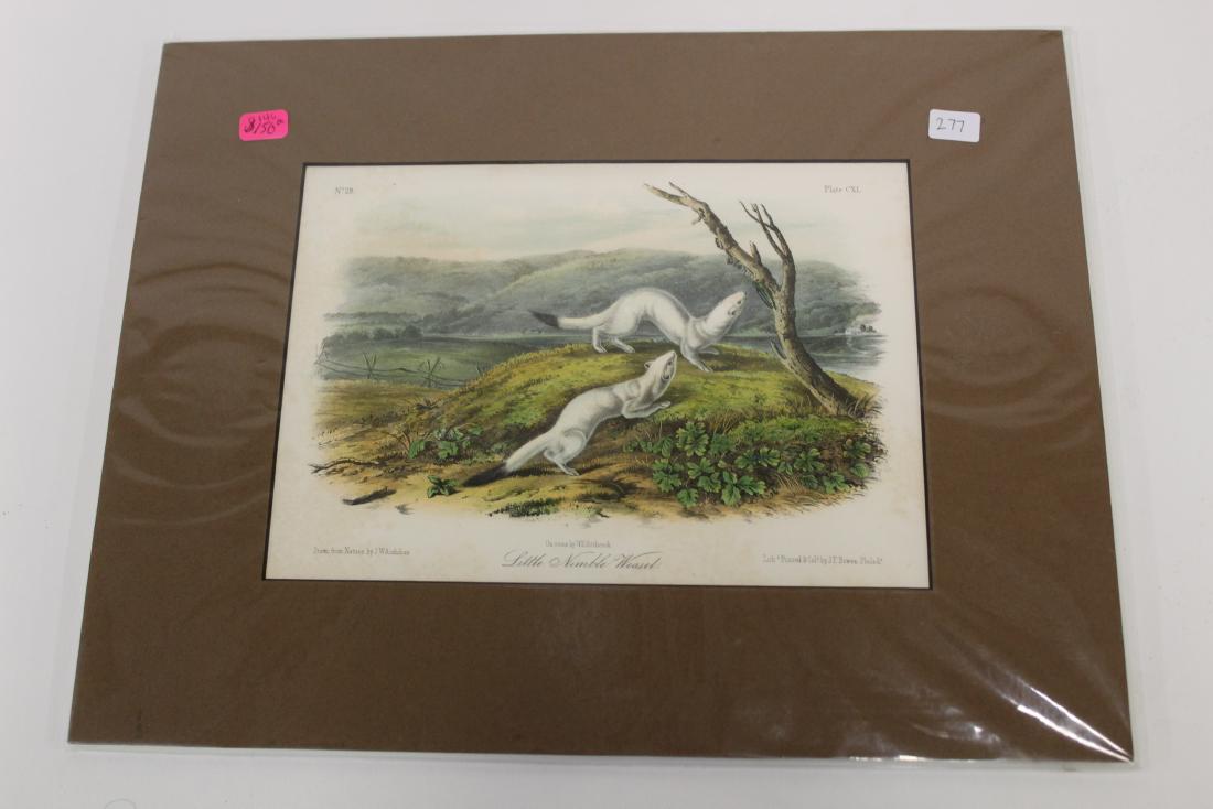 Audubon First Edition Aquatint Little Nimble Weasel (1 of 2)