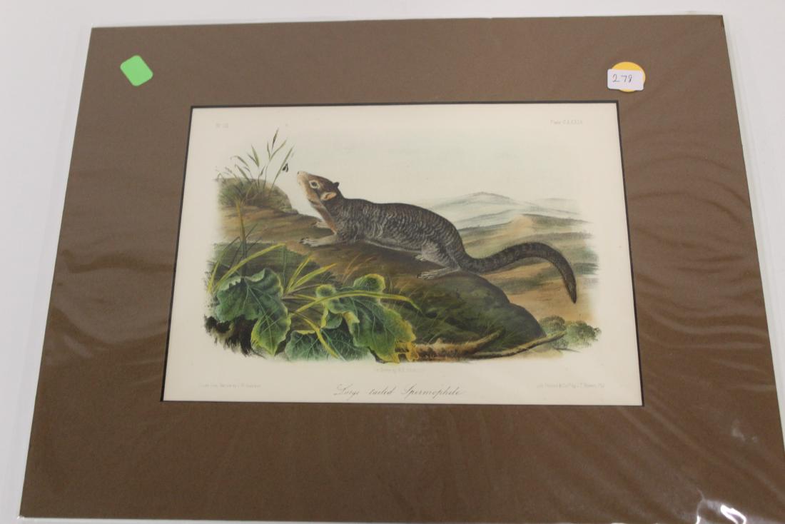 Audubon First Edition Aquatint Large-tailed Spermophile (1 of 2)