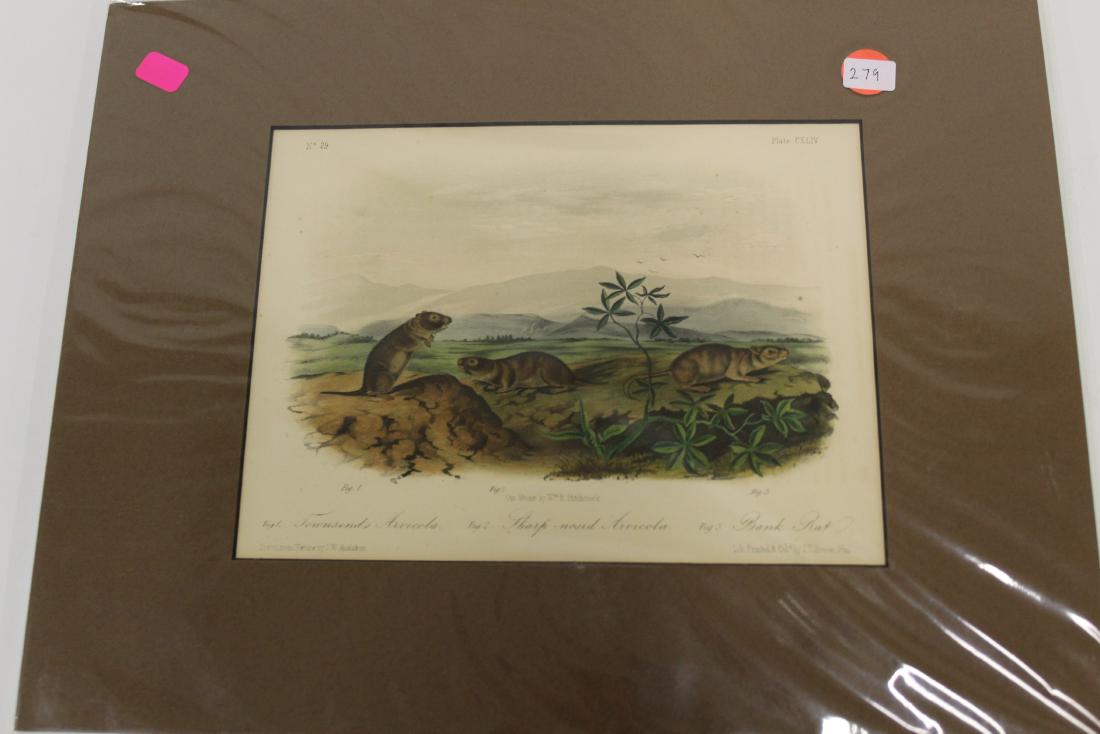 Audubon First Ed. Aquatint Townsends Arvicola, Sharp (1 of 2)