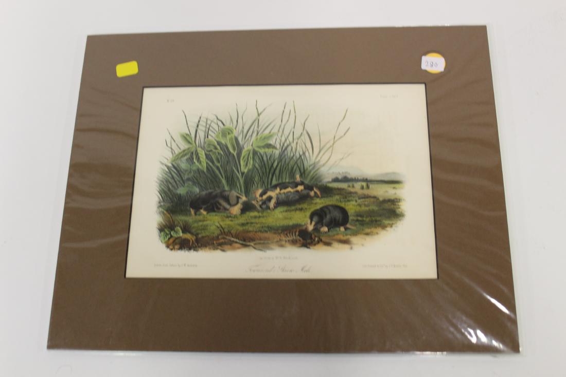 Audubon First Edition Aquatint Townsends Shrew Mole (1 of 2)