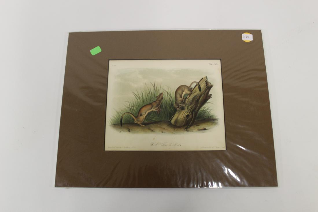 Audubon First Edition Aquatint White Weasel Stout (1 of 3)