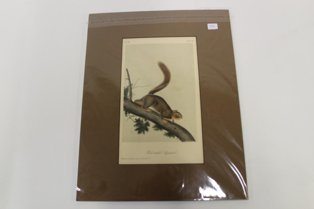 Audubon First Edition Aquatint Red Tailed Squirrel (1 of 2)