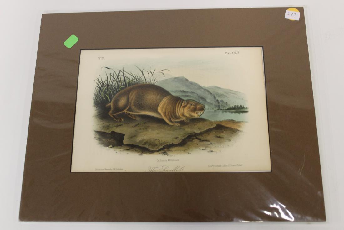 Audubon First Edition Aquatint The Sewellel (1 of 2)