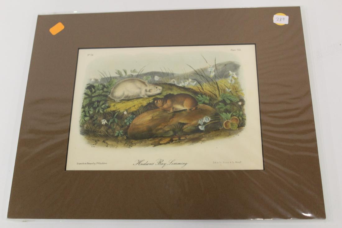 Audubon First Edition Aquatint Hudson's Bay Lemming (1 of 2)