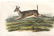 Audubon First Edition Aquatint Long-Tailed Deer - 2
