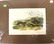 Audubon First Edition Aquatint Yellow-cheeked Meadow