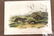 Audubon First Edition Aquatint Yellow-cheeked Meadow - 2