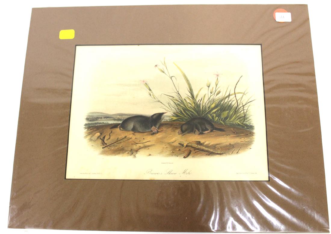 Audubon First Edition Aquatint Brewers Shrew Mole (1 of 2)
