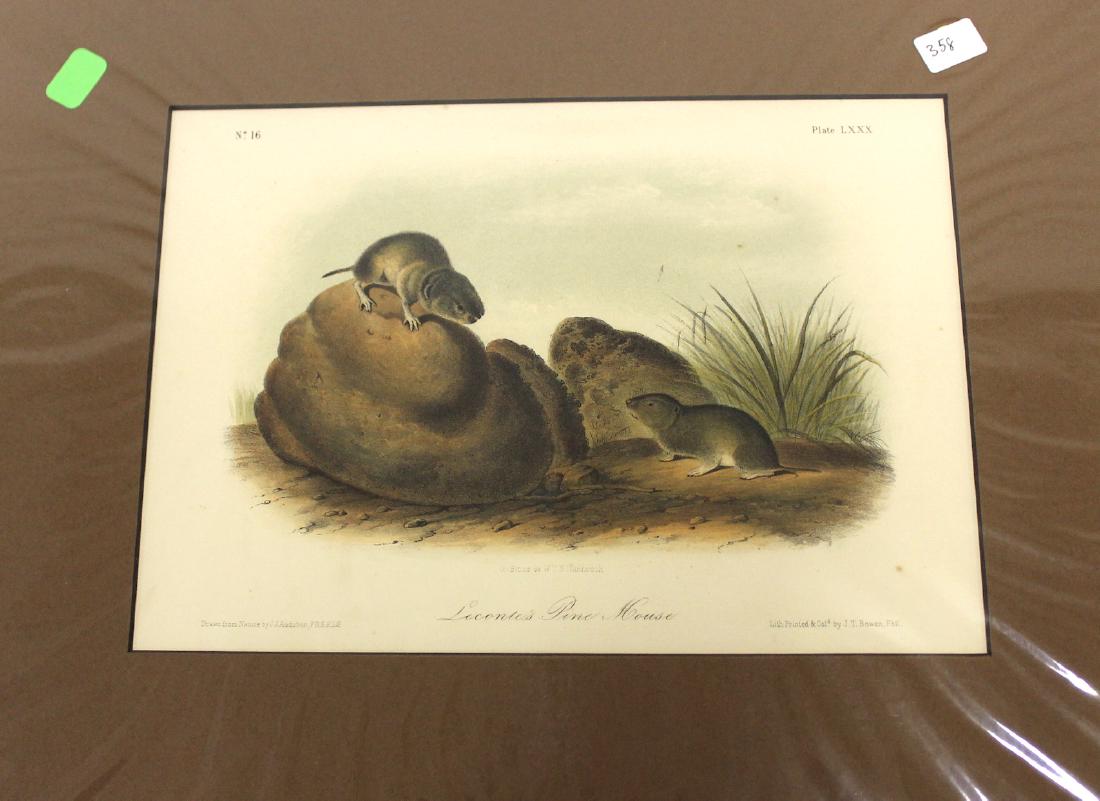 Audubon First Edition Aquatint Leonete's Pine Mouse (1 of 2)