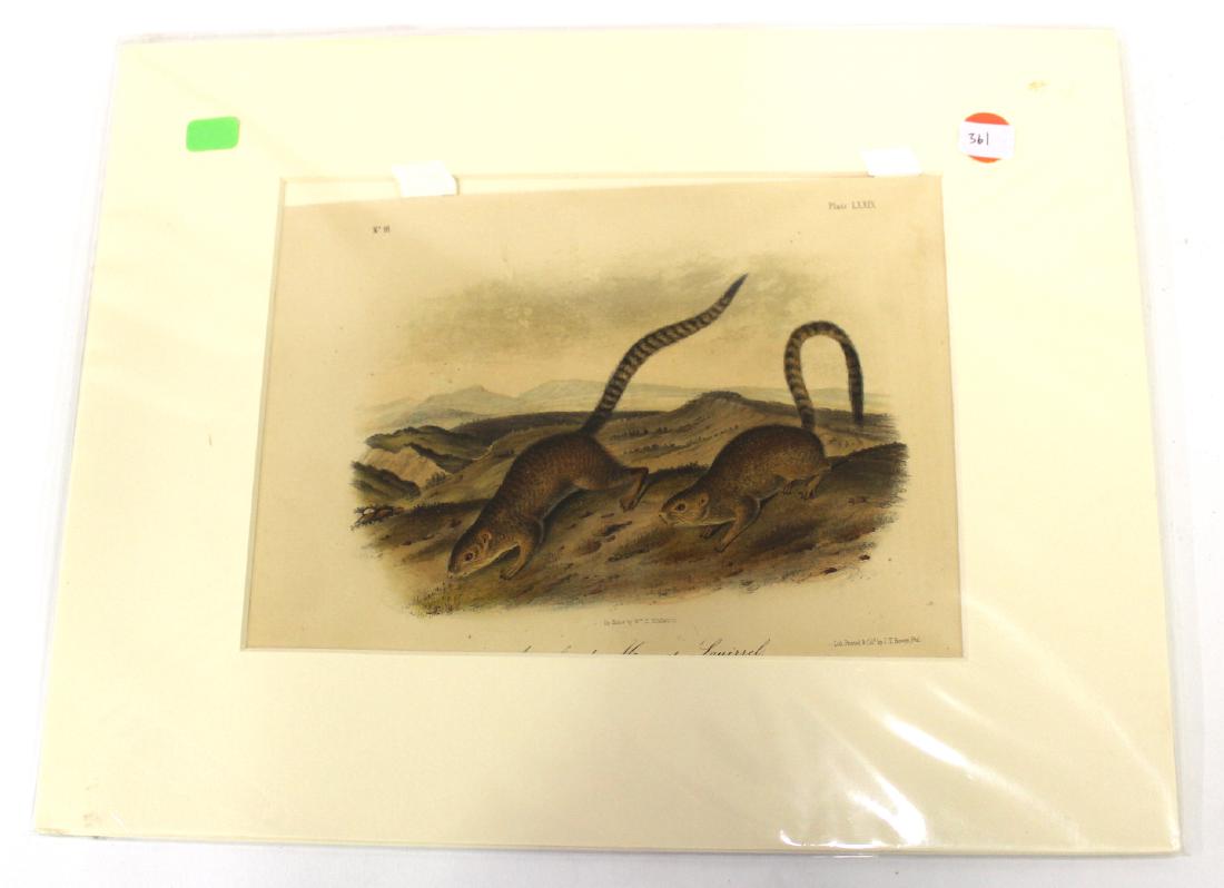 Audubon First Edition Aquatint Annulated Mermot (1 of 2)