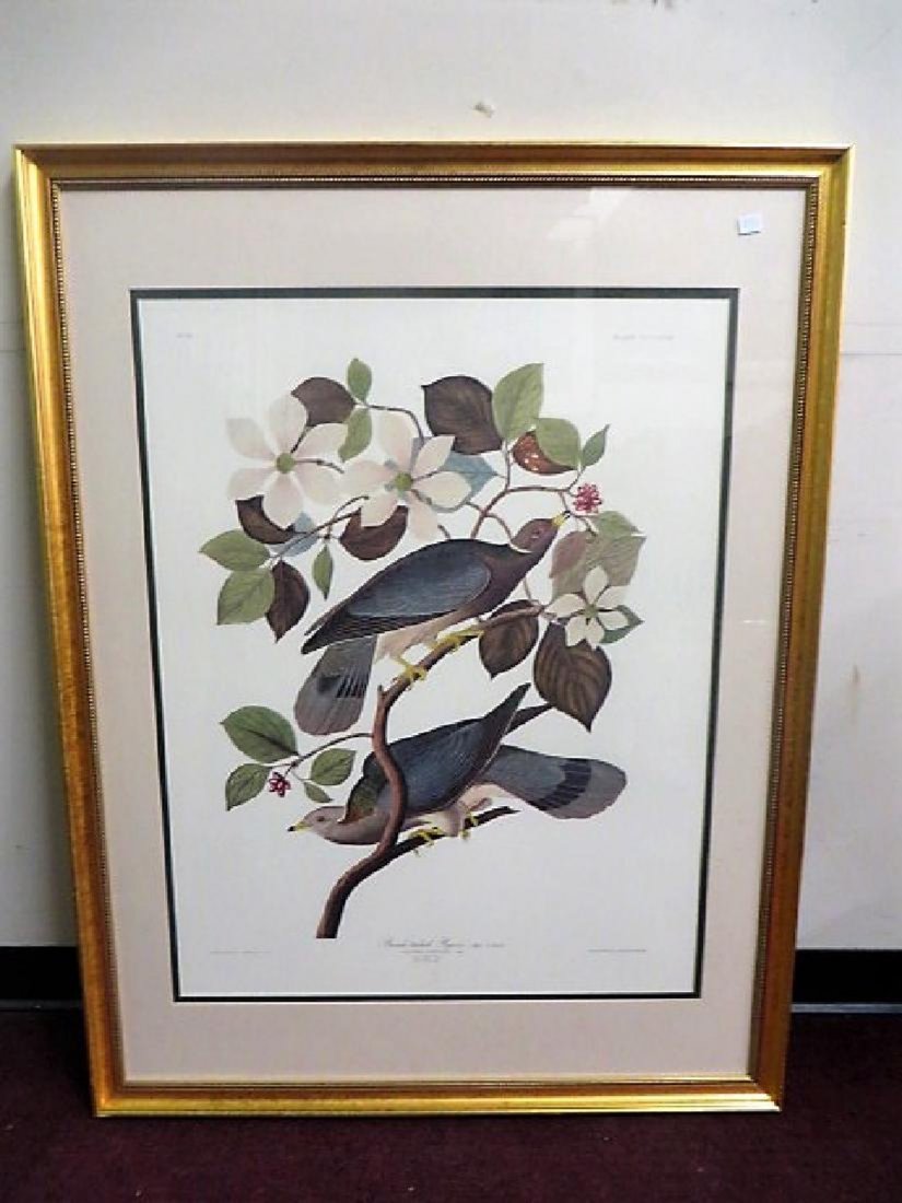 Audubon Large Folio First Edition Band-Tailed Pigeon (1 of 4)