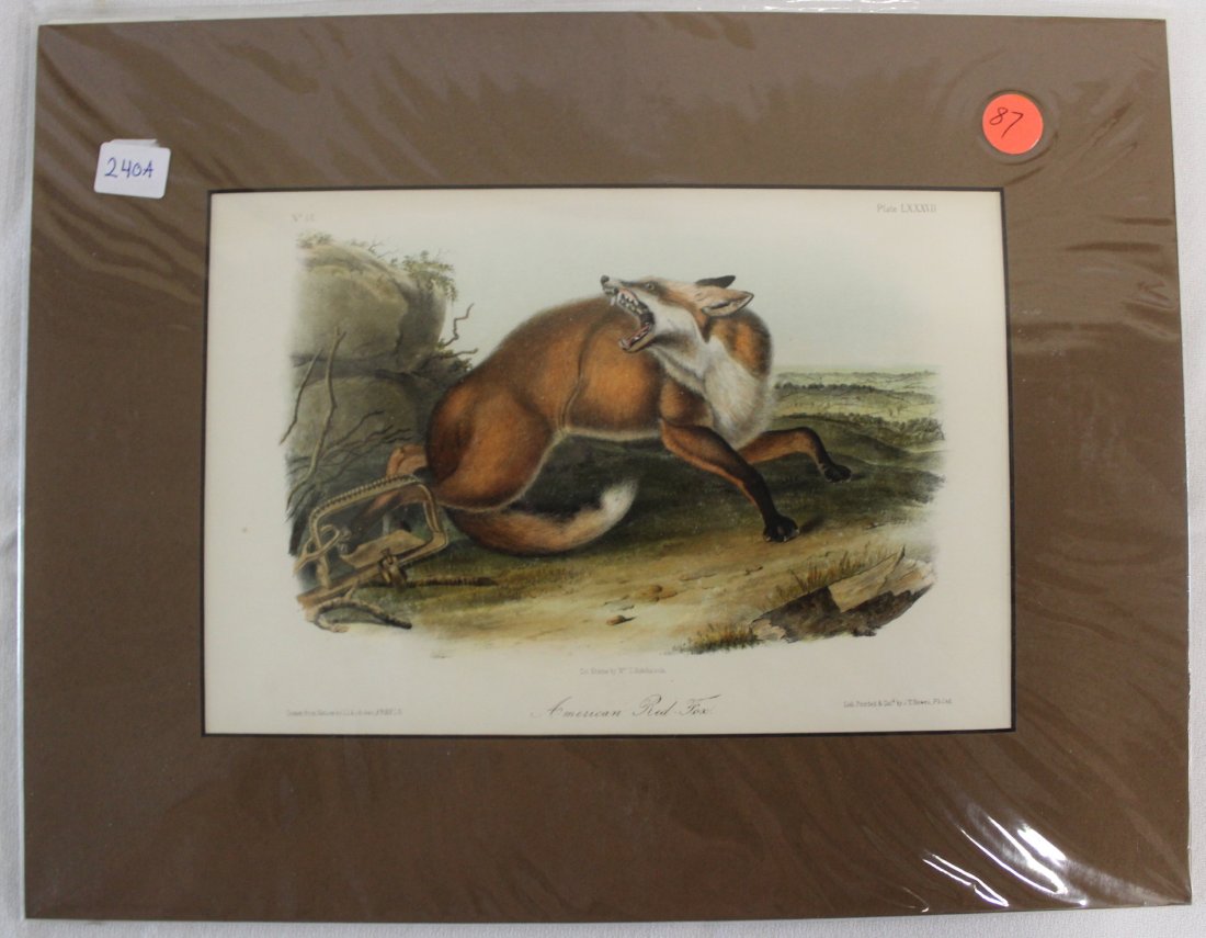 Audubon Aquatint. American Red Fox. First Ed. (1 of 2)