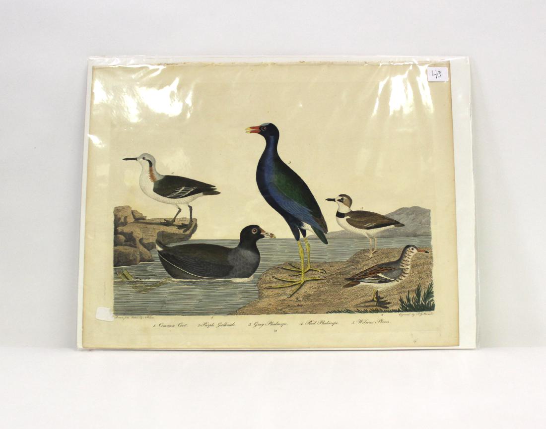 A. Wilson First ed. Aquatint Plate 73 (1 of 2)