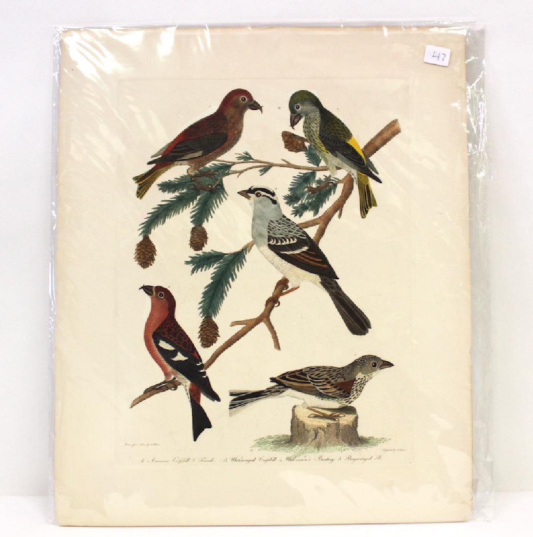 A. Wilson First ed. Aquatint Plate 31 (1 of 2)