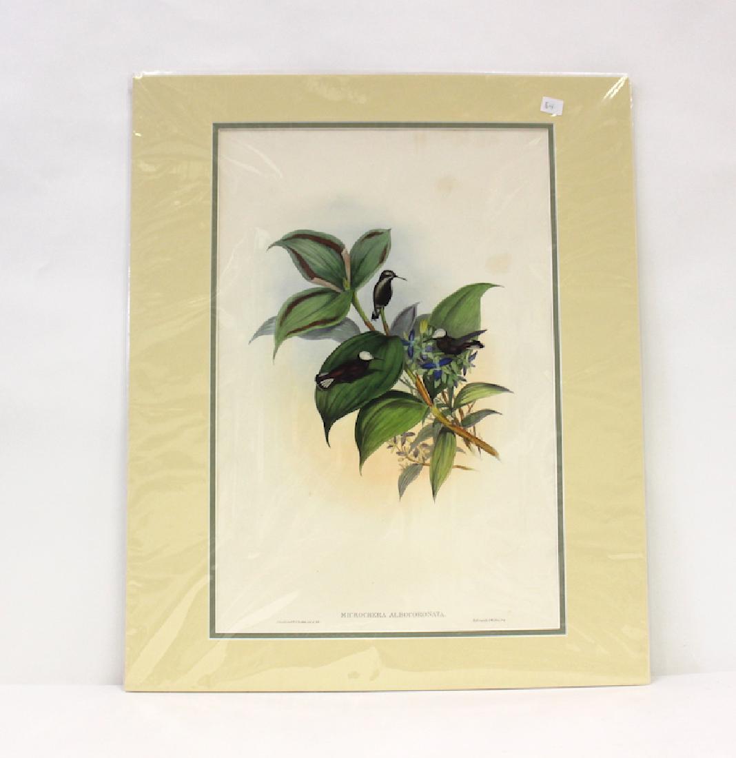 J.Gould and H.C.Richter Lithograph: Microchera Albocoronata Drawn from Nature by J.Gould, Hullmandel & Walton