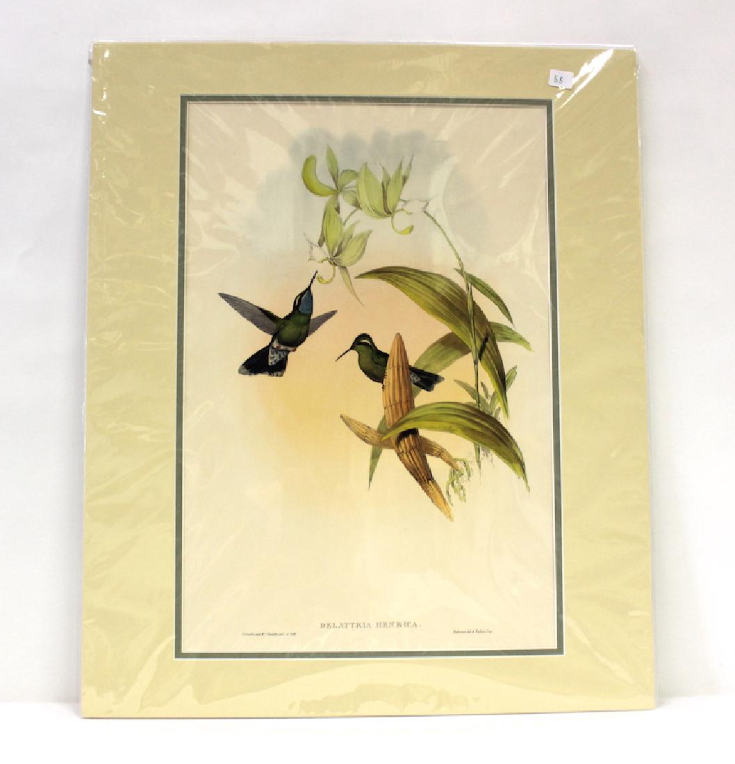 J.Gould and H.C.Richter Lithograph: Delattria Henrica Drawn from Nature by J.Gould, Hullmandel & Walton
