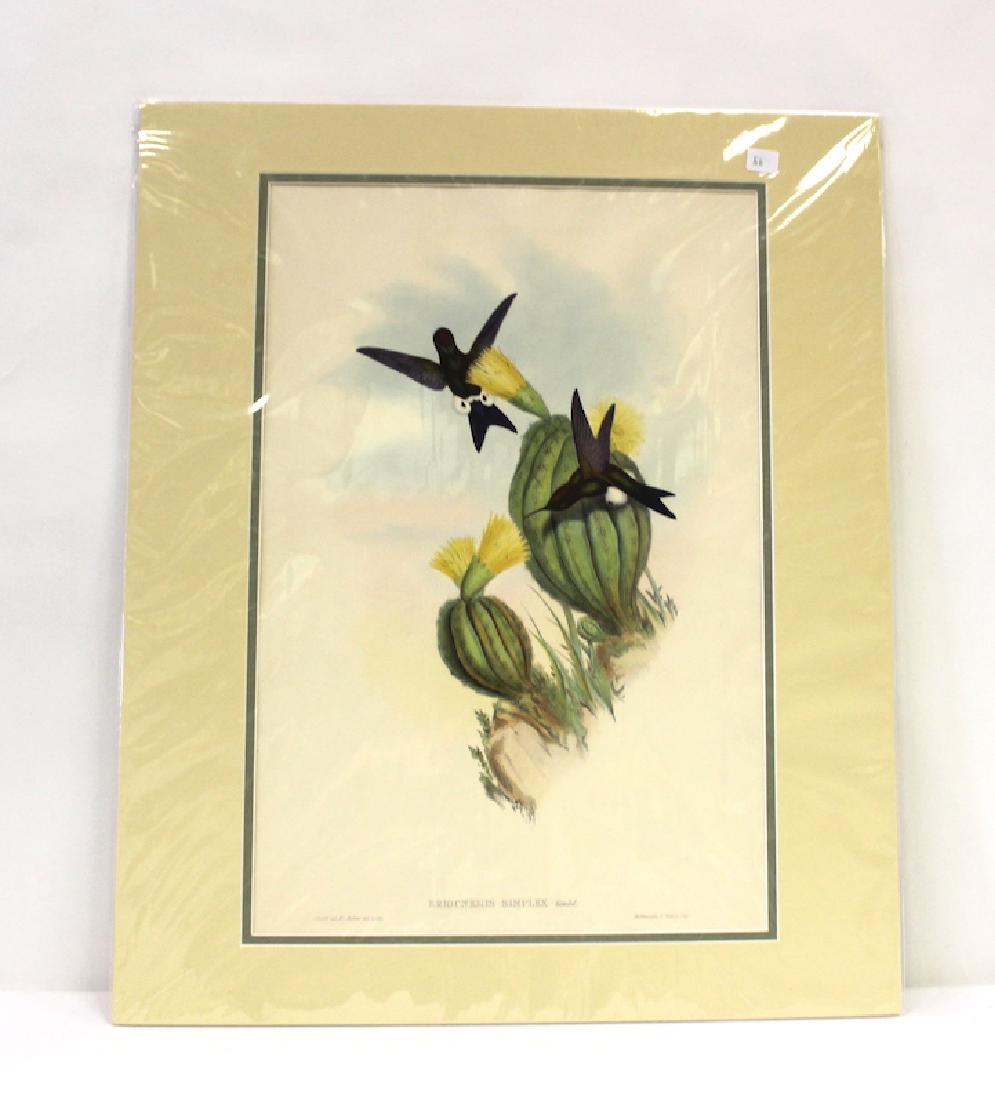 J.Gould and H.C.Richter Lithograph: Eriocnemis Simplex Drawn from Nature by J.Gould, Hullmandel & Walton