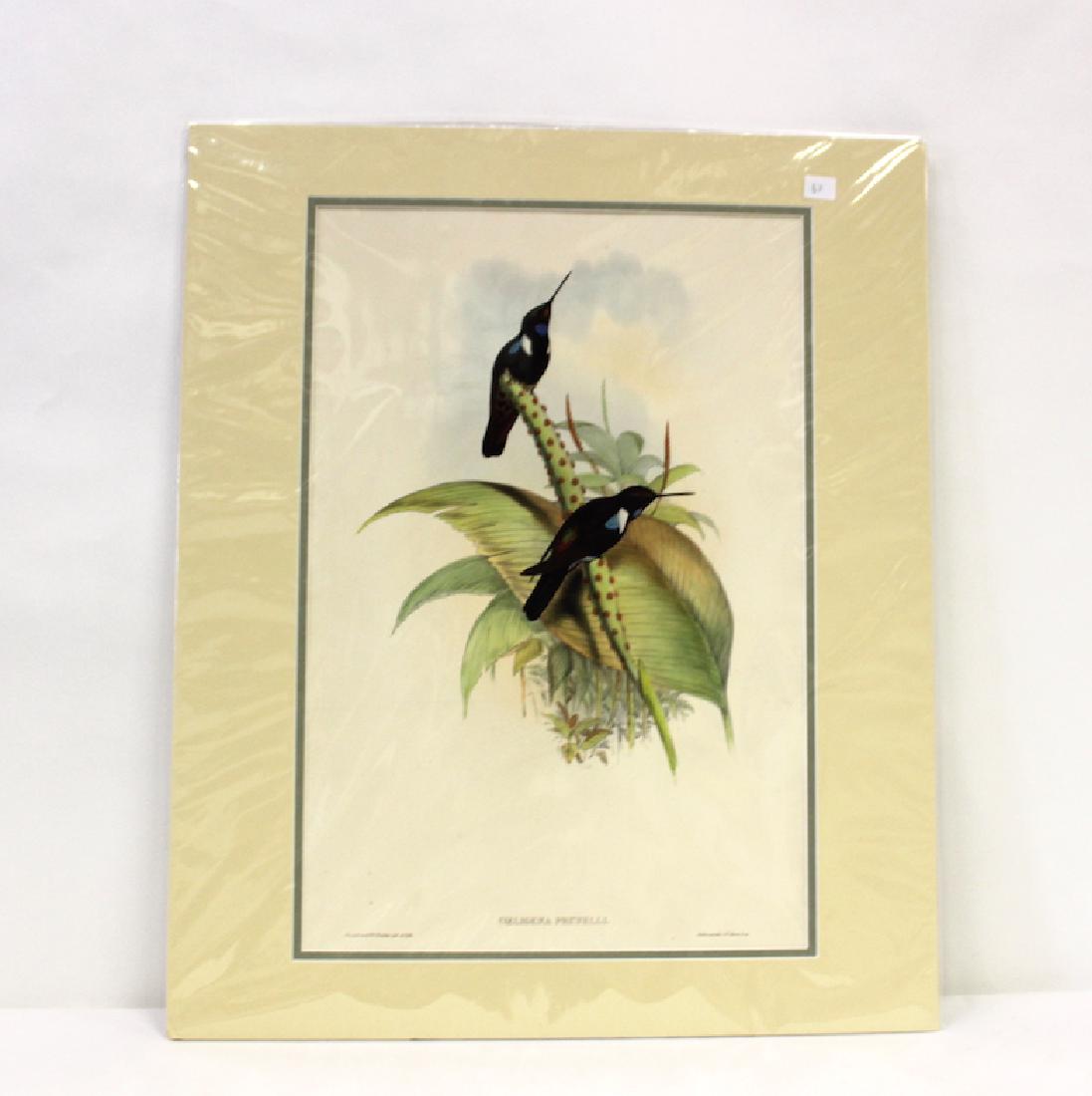 J.Gould and H.C.Richter Lithograph: Coeligena Prunelli Drawn from Nature by J.Gould, Hullmandel & Walton