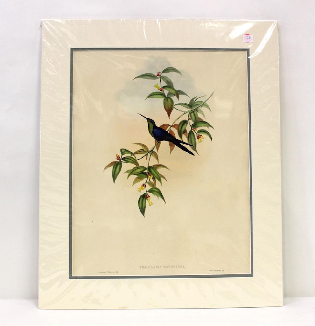 J.Gould and H.C.Richter Lithograph: Thalurania Watertoni Drawn from Nature by J.Gould, Hullmandel & Walton