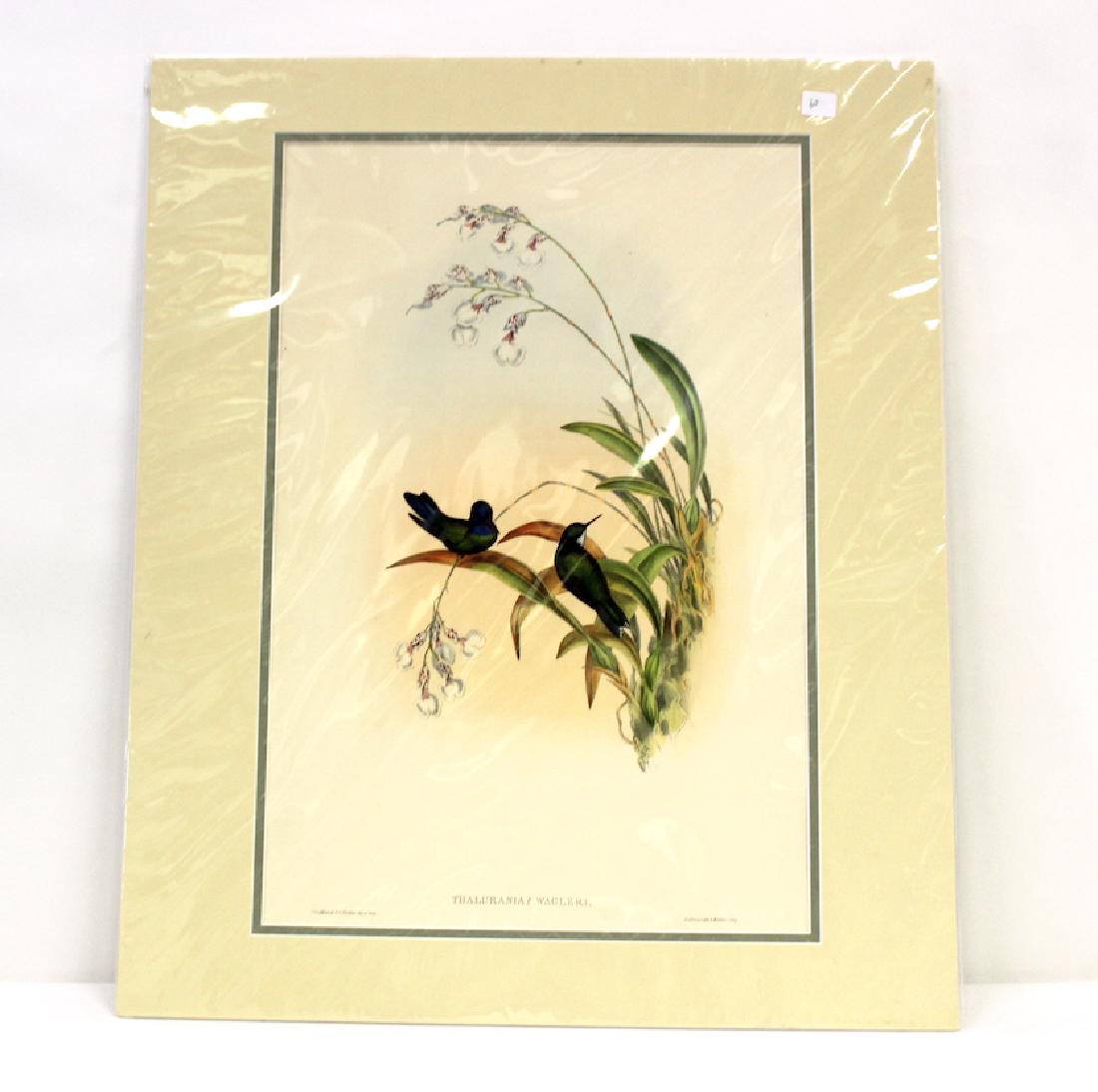 J.Gould and H.C.Richter Lithograph: Thalurania Wagleri Drawn from Nature by J.Gould, Hullmandel & Walton
