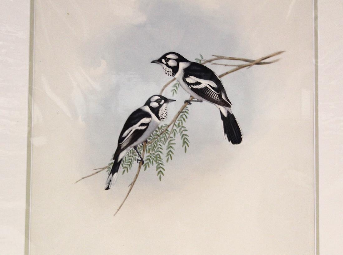 J.Gould and H.C.Richter Lithograph: Monarcha Leucotis Drawn from Nature by J.Gould, Hullmandel & Walton