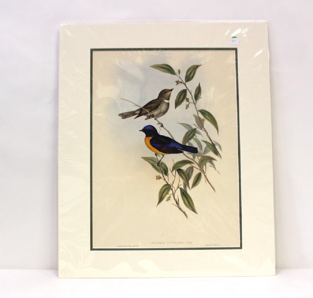 J.Gould and H.C.Richter Lithograph: Niltava Sundara Drawn from Nature by J.Gould, Hullmandel & Walton