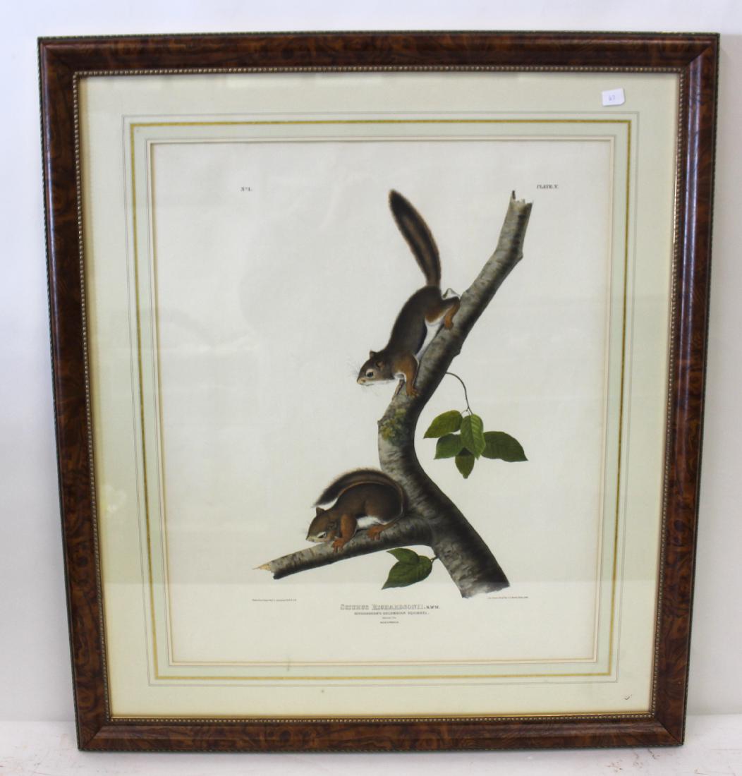 J.J Audubon First ed. Aquatint Richardson's Columbian (1 of 2)