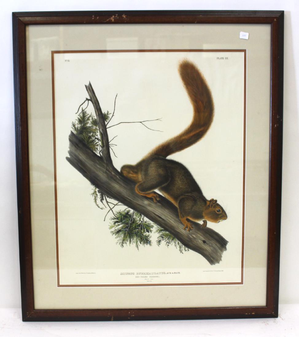 J.J Audubon First ed. Aquatint Red-tailed Squirrel (1 of 2)