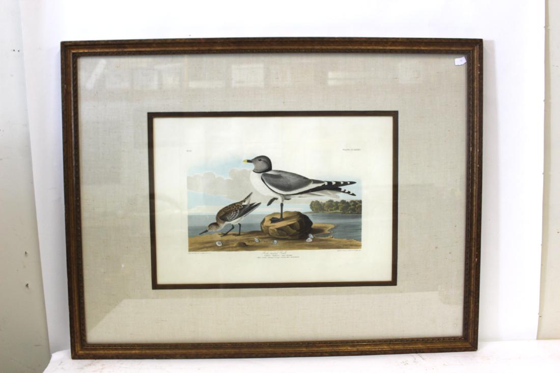 J.J Audubon First ed. Aquatint Fork-Tailed Gull (1 of 3)