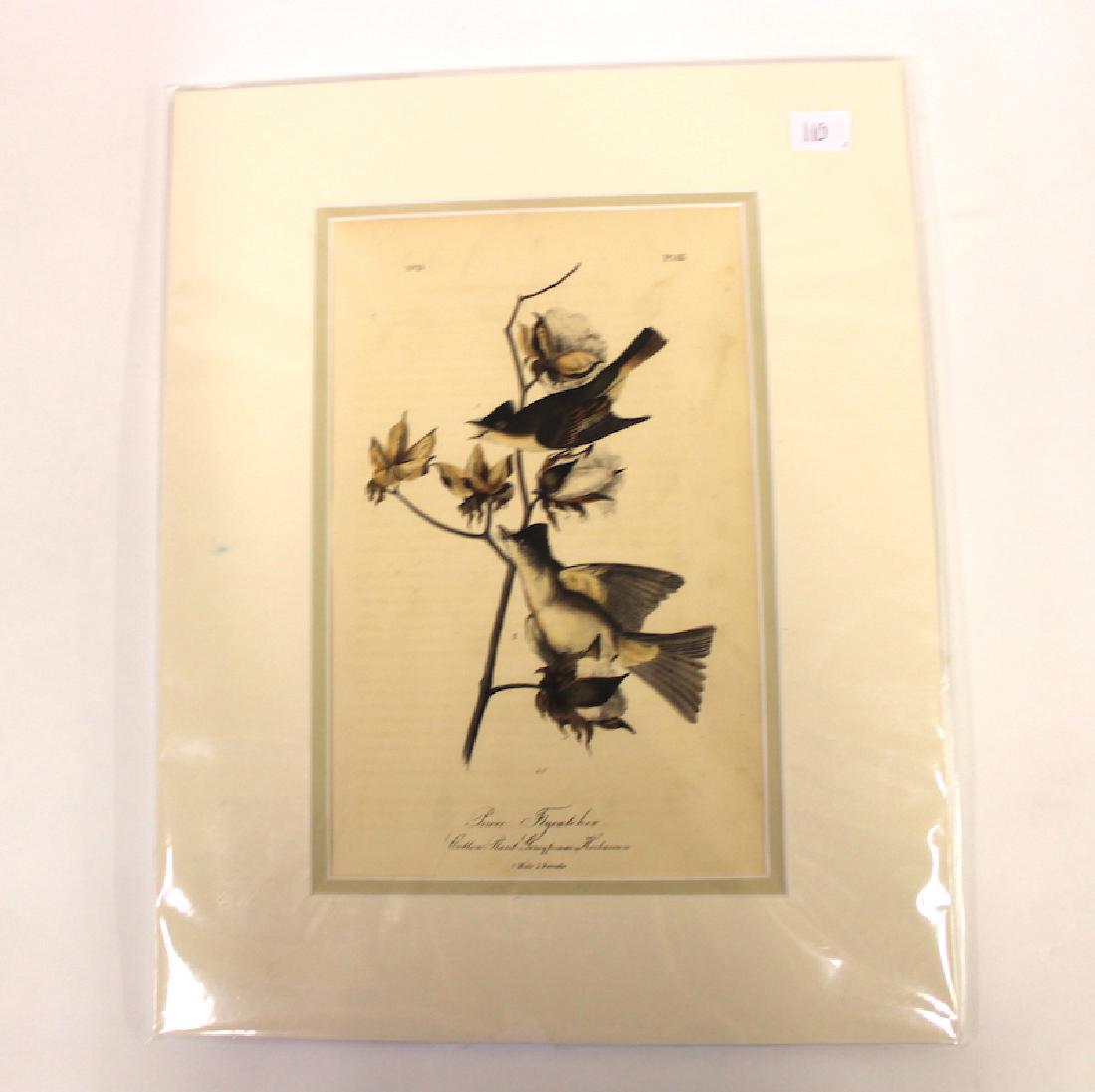 J.J Audubon Aquatint Peewee Flycatcher (1 of 2)