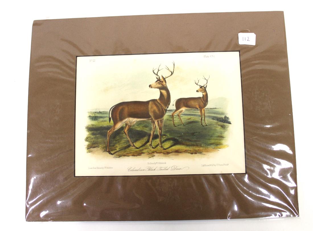 J.J Audubon  Aquatint Columbian Black-Tailed Deer (1 of 2)