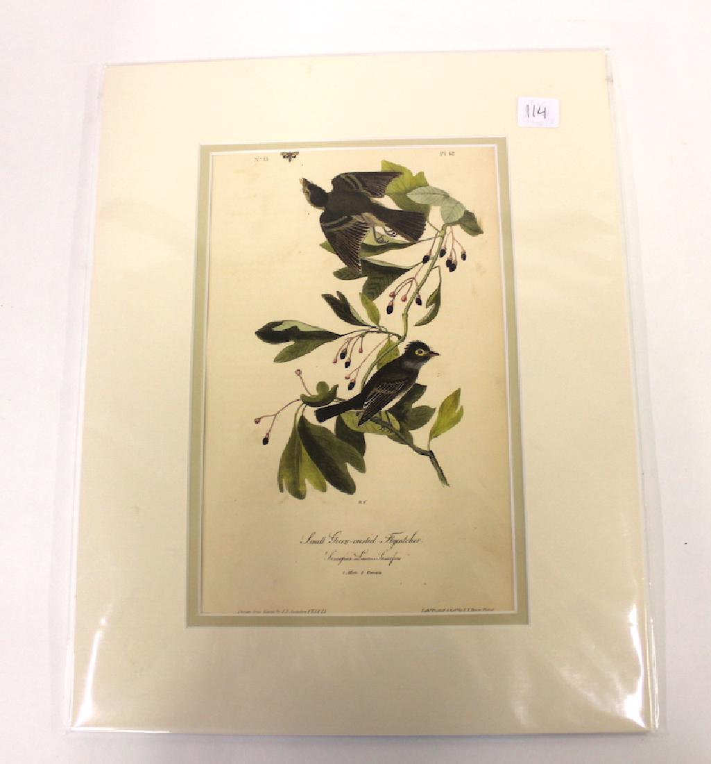 Audubon Aquatint Green-Crested Flycatcher (1 of 2)