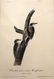 Audubon Banded Three-toed Woodpecker - 2