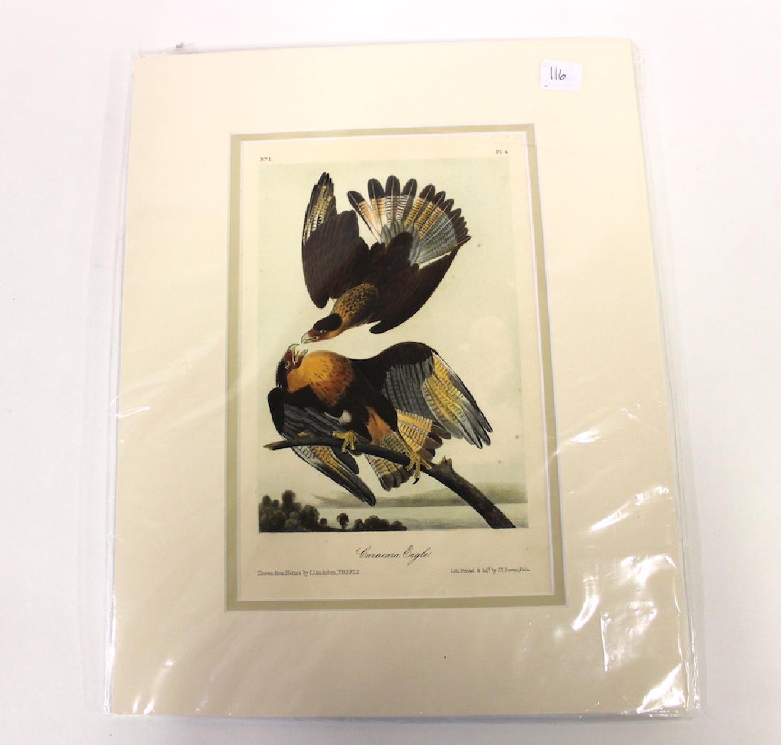 J.J Audubon Aquatint Caracara Eagle (1 of 2)