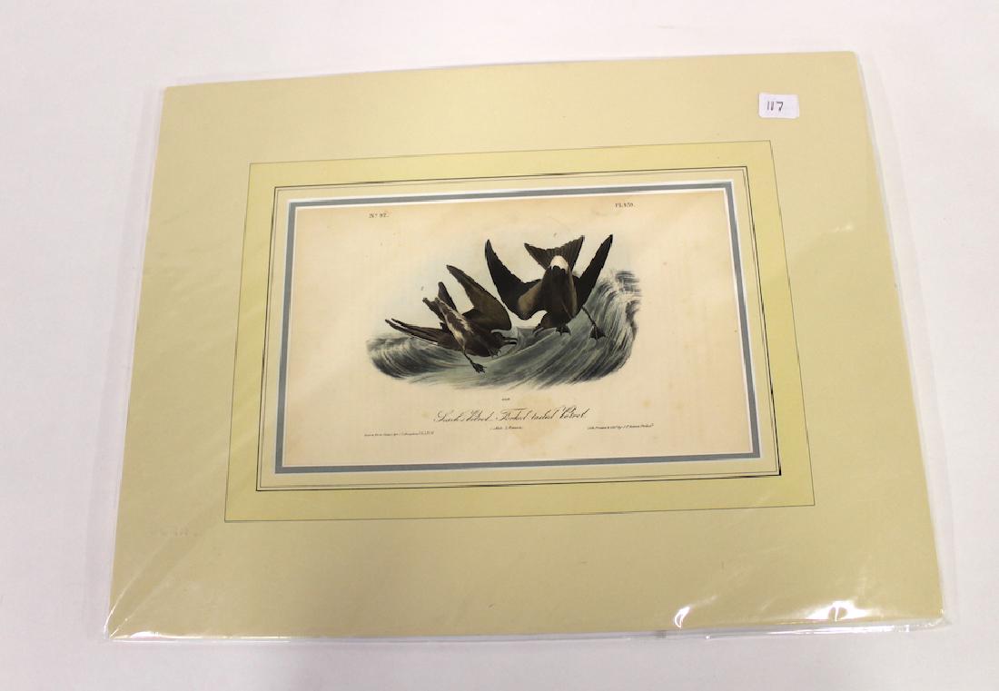 J.J Audubon Aquatint Fork-Tailed Petrel (1 of 2)