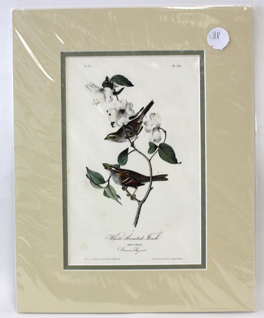 Audubon White-Throated Finch No.191 (1 of 3)