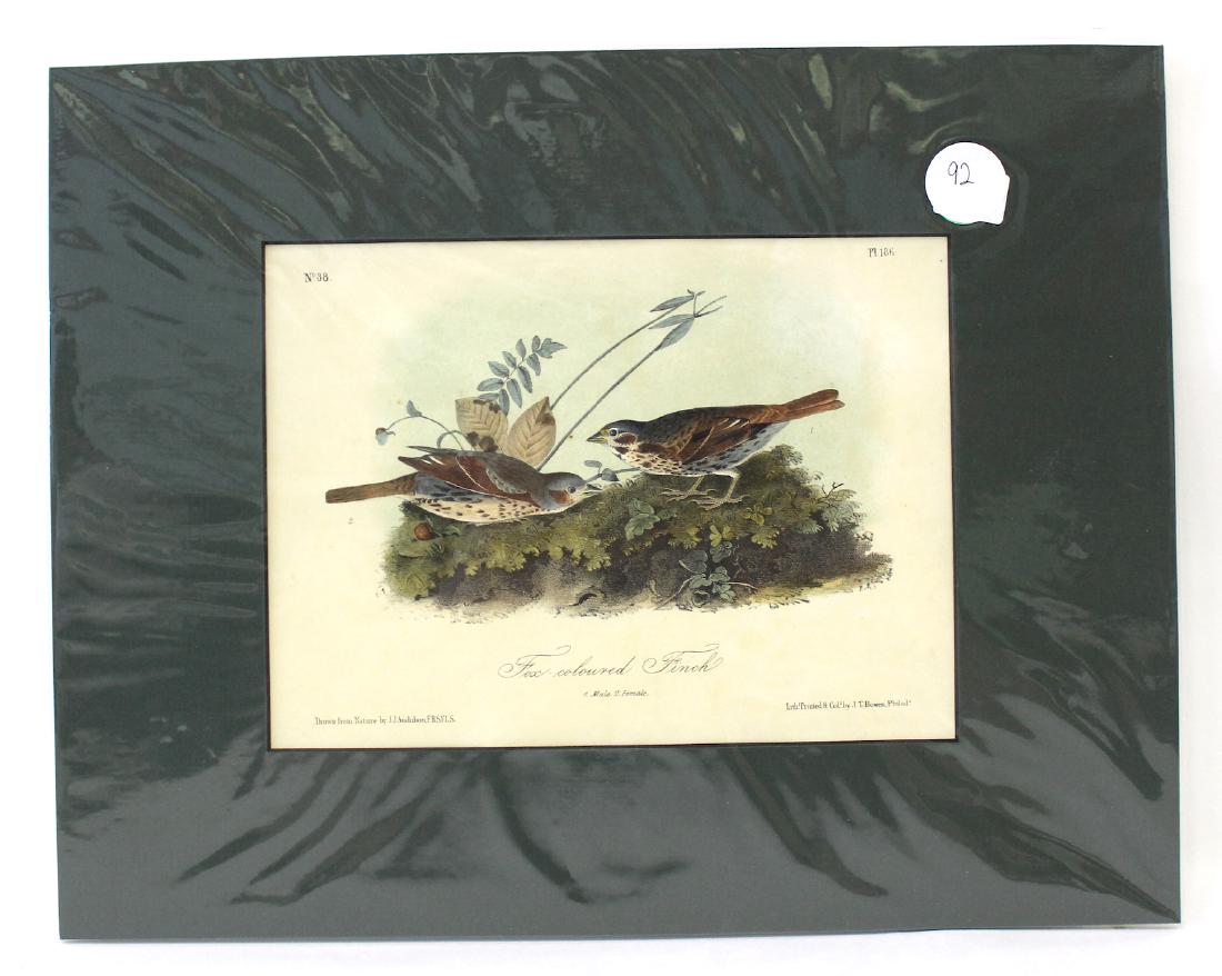 Audubon Fox Colored Finch No.186 (1 of 2)