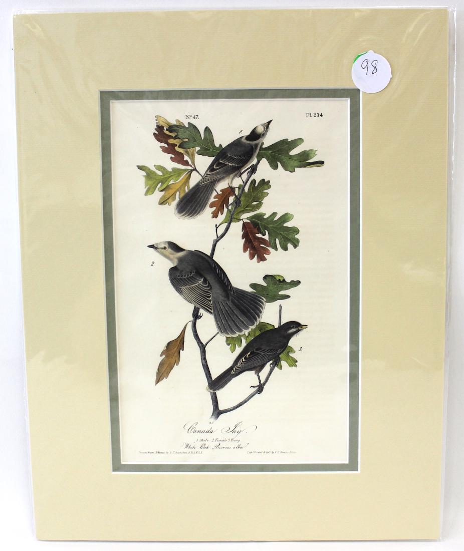 Audubon Canada Jay No.234 (1 of 3)